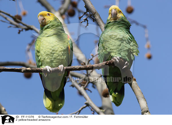 2 Gelbkopfamazonen / 2 yellow-headed amazons / FF-11376