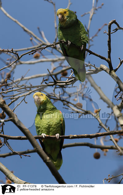 2 Gelbkopfamazonen / 2 yellow-headed amazons / FF-11378