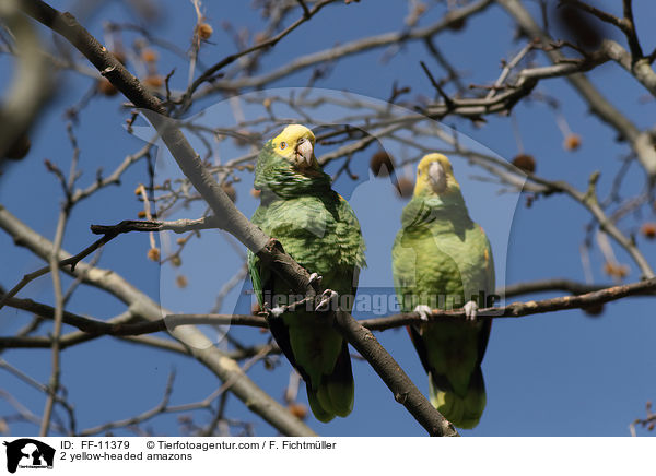 2 Gelbkopfamazonen / 2 yellow-headed amazons / FF-11379