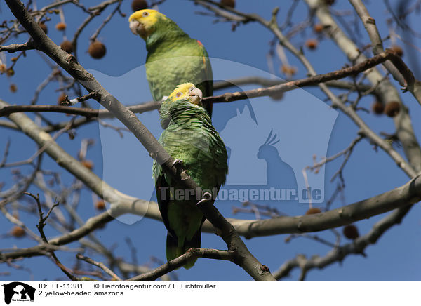 2 Gelbkopfamazonen / 2 yellow-headed amazons / FF-11381