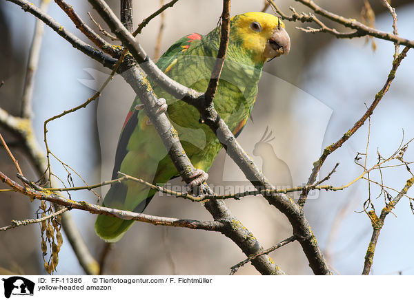 Gelbkopfamazone / yellow-headed amazon / FF-11386