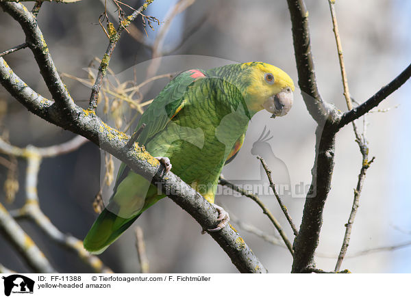 Gelbkopfamazone / yellow-headed amazon / FF-11388