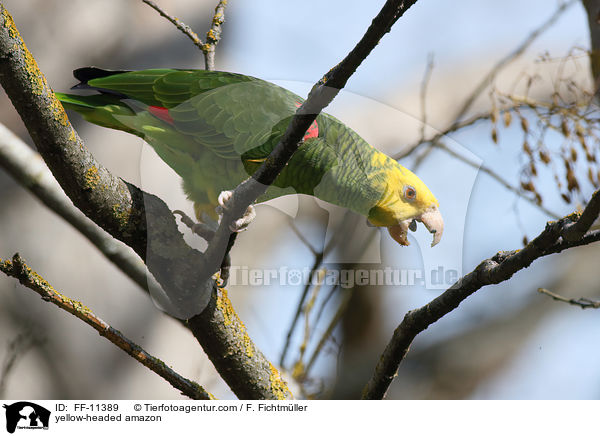 Gelbkopfamazone / yellow-headed amazon / FF-11389