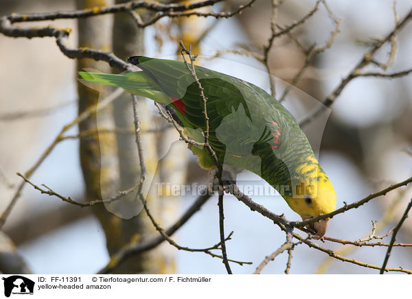 Gelbkopfamazone / yellow-headed amazon / FF-11391