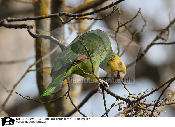 Gelbkopfamazone / yellow-headed amazon / FF-11394