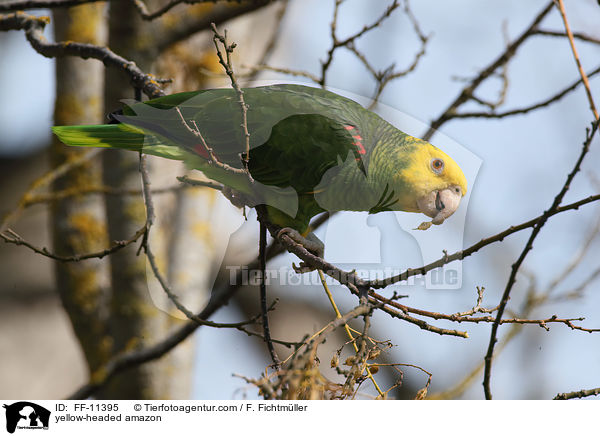 yellow-headed amazon / FF-11395