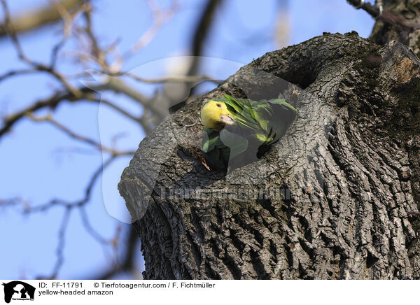 yellow-headed amazon / FF-11791