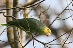 yellow-headed amazon