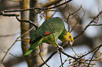 yellow-headed amazon