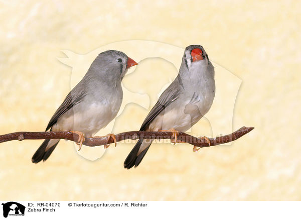 Zebrafinken / Zebra Finch / RR-04070