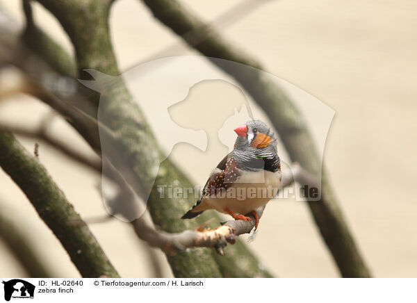 Zebrafink / zebra finch / HL-02640