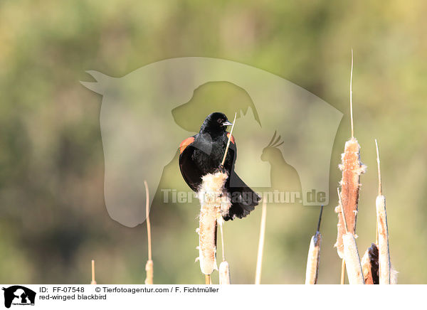 Rotflgelstrling / red-winged blackbird / FF-07548