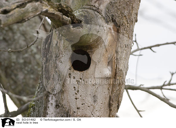 Nisthhle im Baum / nest hole in tree / SO-01482