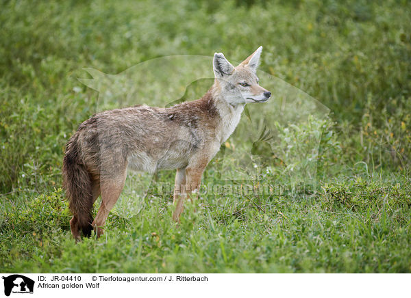 Afrikanischer Goldwolf / African golden Wolf / JR-04410