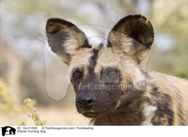 Afrikanischer Wildhund / African hunting dog / HJ-01509