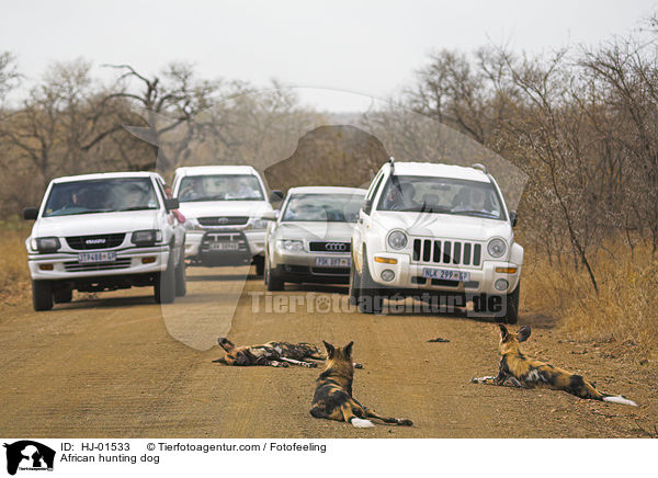 Afrikanischer Wildhund / African hunting dog / HJ-01533