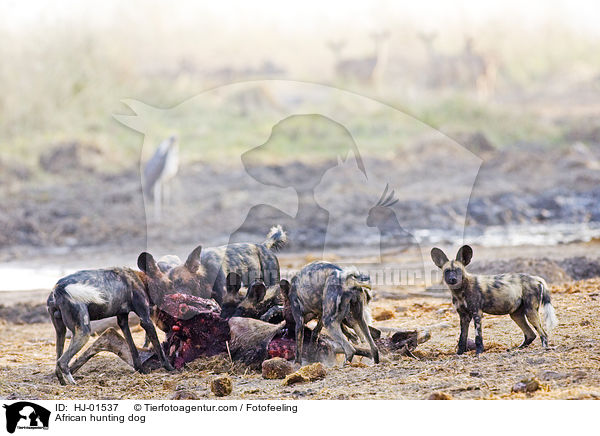 Afrikanischer Wildhund / African hunting dog / HJ-01537