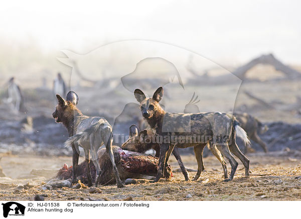 Afrikanischer Wildhund / African hunting dog / HJ-01538