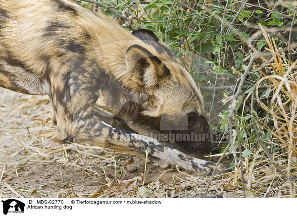 Wildhund / African hunting dog / MBS-02770