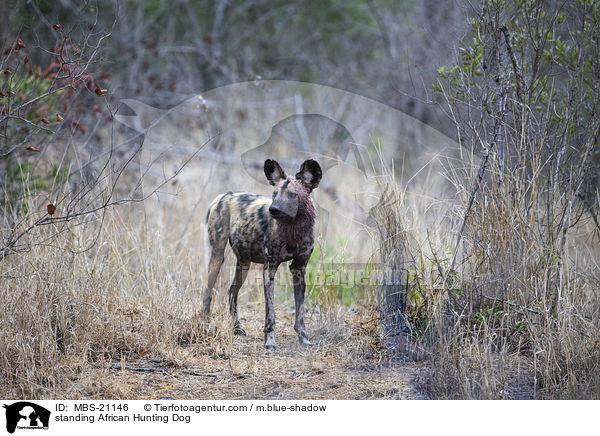 standing African Hunting Dog / MBS-21146