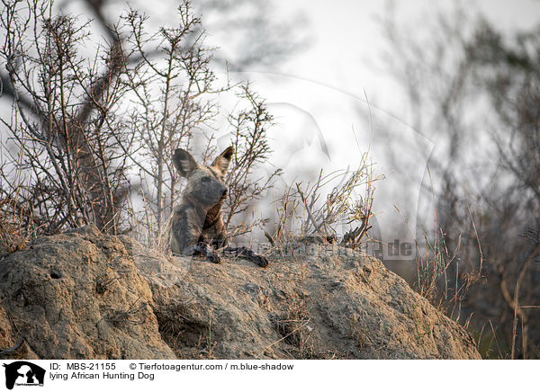 lying African Hunting Dog / MBS-21155