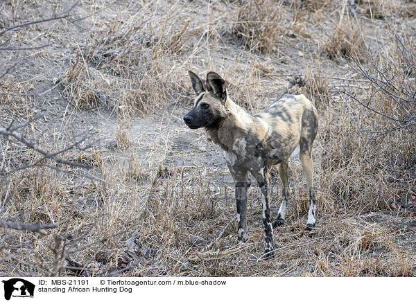 stehender Afrikanischer Wildhund / standing African Hunting Dog / MBS-21191