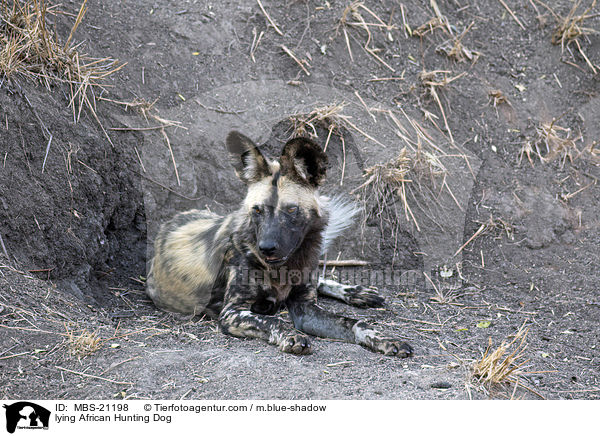 liegender Afrikanischer Wildhund / lying African Hunting Dog / MBS-21198