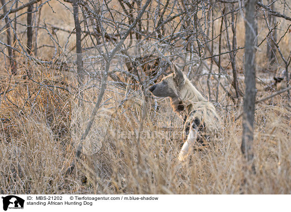 stehender Afrikanischer Wildhund / standing African Hunting Dog / MBS-21202