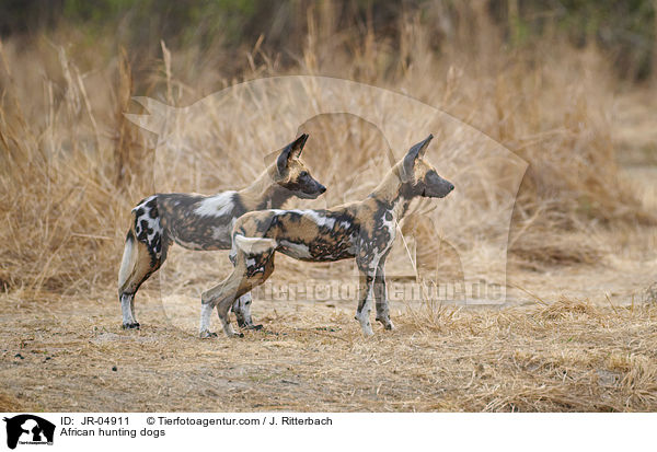 Afrikanische Wildhunde / African hunting dogs / JR-04911