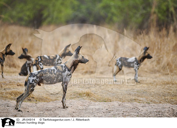 Afrikanische Wildhunde / African hunting dogs / JR-04914