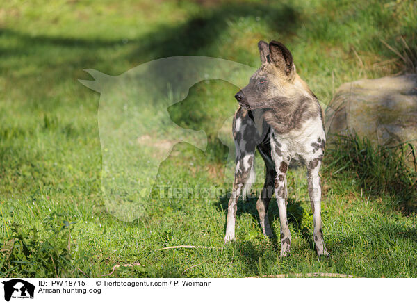 Afrikanischer Wildhund / African hunting dog / PW-18715