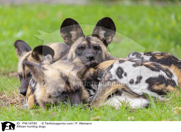 Afrikanische Wildhunde / African hunting dogs / PW-18780