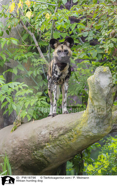 Afrikanischer Wildhund / African hunting dog / PW-18796