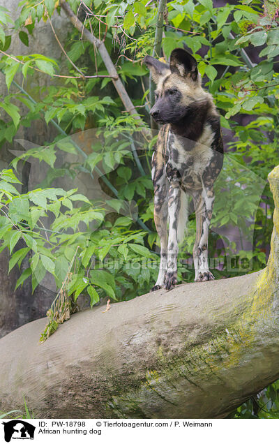 Afrikanischer Wildhund / African hunting dog / PW-18798