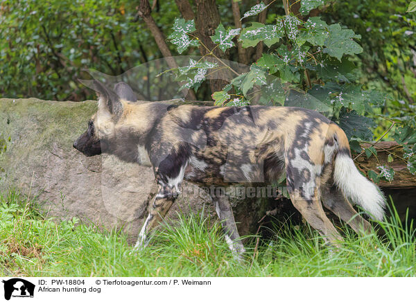 Afrikanischer Wildhund / African hunting dog / PW-18804