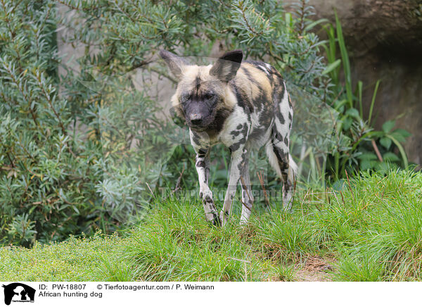 Afrikanischer Wildhund / African hunting dog / PW-18807