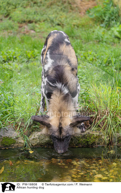 Afrikanischer Wildhund / African hunting dog / PW-18808