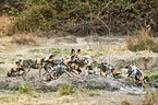 African hunting dogs