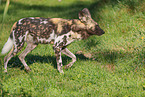 African hunting dog