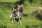 African hunting dog