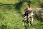 African hunting dog