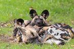 African hunting dogs