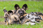 African hunting dogs