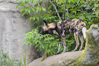 African hunting dog