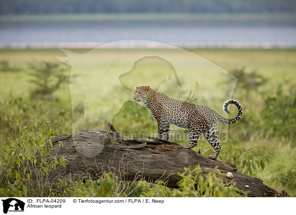 Afrikanischer Leopard / African leopard / FLPA-04209