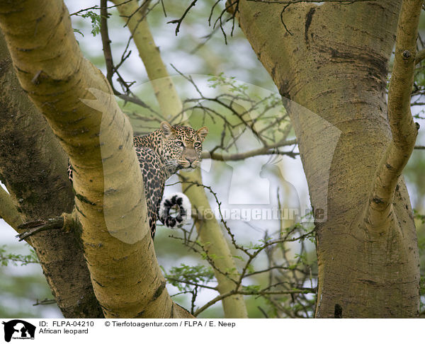Afrikanischer Leopard / African leopard / FLPA-04210
