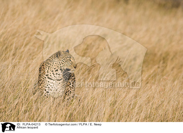 Afrikanischer Leopard / African leopard / FLPA-04213