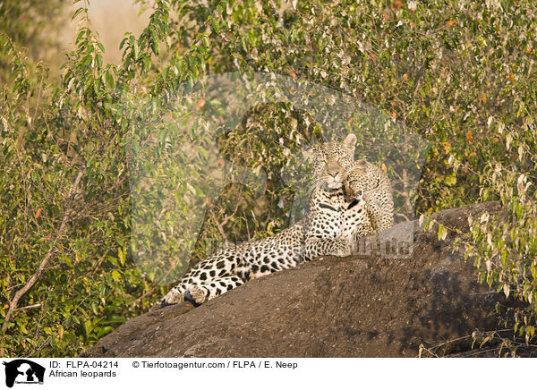 Afrikanische Leoparden / African leopards / FLPA-04214