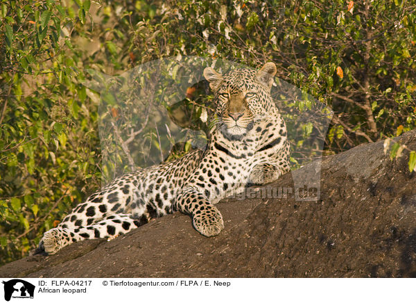 Afrikanischer Leopard / African leopard / FLPA-04217