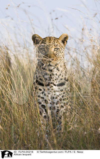Afrikanischer Leopard / African leopard / FLPA-04218